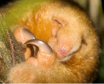 201231007anteater2