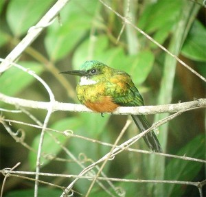 The Green-tailed Tacoma is one of the many beautiful birds Guyana has available to bird watchers. (Photo by Narca Moore-Craig)