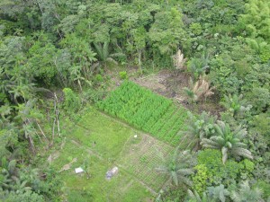 An aerial look at one of the marijuana farms which the Joint Services discovered and destroyed in Region Ten over the weekend. (Photo courtesy of the Joint Services)