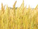 A wheat field in Kansas, USA