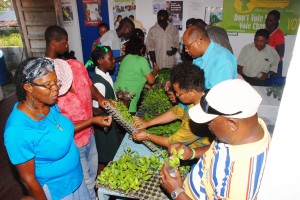 AFC members and Sophia residents sort of the seedlings which were placed in sanitary cups and then given to residents 