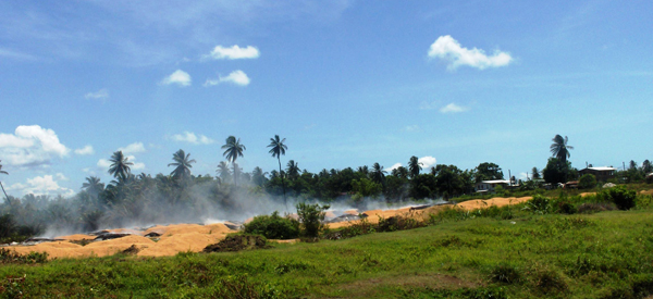 The site at Strathavon where paddy chaff is being dumped by the Cane Grove Rice Mill. Smoke can be seen rising from the burning chaff in this Melissa Charles photo.   