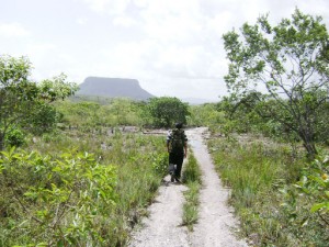 Heading west: Chief of the village, Devroy Thomas, walks the long, long way to Arau. 