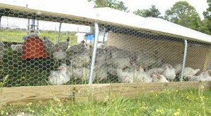 Through the roof: Chicken prices set to rise again