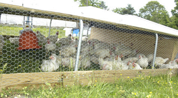 Through the roof: Chicken prices set to rise again