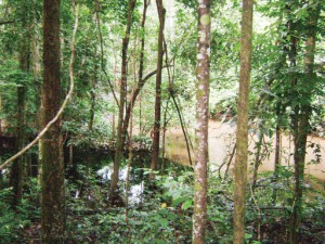 The colour of the Arau River (right) contrasts with the colour of a creek (left).  