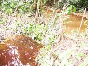 A barrier built between a stream (left) and the discoloured Arau River.