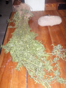 Ganja found during two CANU operations in the Corentyne area last Friday. 