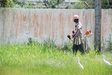This man was seen clearing grass yesterday at the Stella Maris Primary School. 