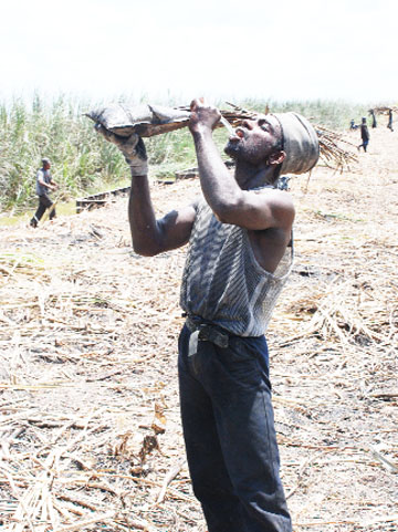 Ahhhhh! Cool down time: A canecutter takes a cool refreshing drink of water from a water bag on Saturday in the cane field at Providence, East Bank Demerara. (Photo by Jules Gibson)