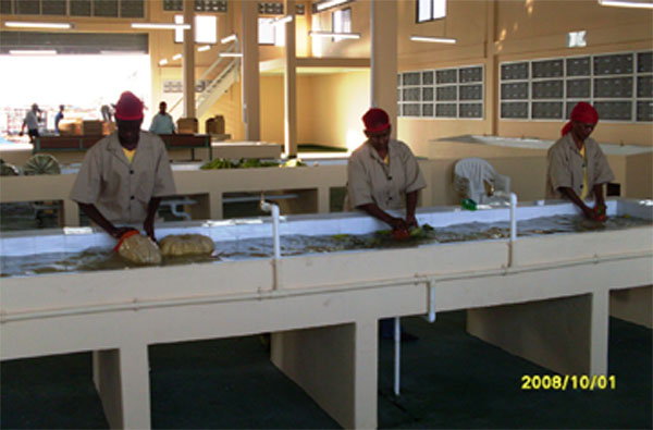 First day at work: Employees at the new Parika Agro and Export Facility yesterday afternoon. 
