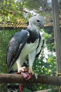 A harpy eagle at the zoo 