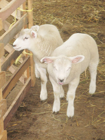 Not baaaaaaaad: Texel lambs at six weeks.  