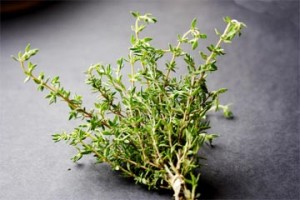 Regular Thyme (Photograph by Cynthia Nelson) 
