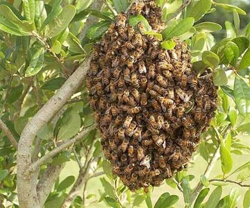 Africanized bees in a Sweet Alloes tree in Guyana