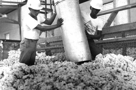 National Service pioneers bringing in the cotton harvest