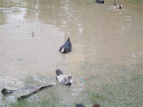 Farmers along the East Coast Demerara were forced to allow their livestock to roam freely in the floodwaters.  