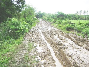 The road used to get to where the breach occurred at Middlesex, Essequibo.  