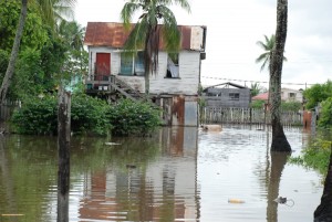 Struggling: A pig struggles to keep its nose above water in this yard at Buxton, East Coast Demerara.  (Photo by Jules Gibson) 