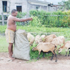 This farmer feeding his sheep whatever little grass he could find in the flooded area. (Photo by Jules Gibson) 