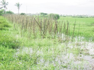 A crop of bora at Dochfour killed by the stagnant water. 