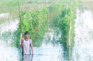 Haimchand Mahadeo’s son, Akshay stands in their flooded corilla farm. 
