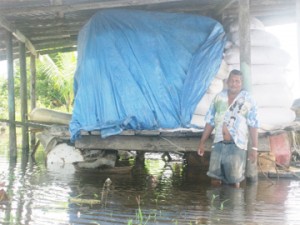 Mahendra Persaud of Gordon Table, Mahaicony showing how he has had to lift his seed-paddy to high ground to save it from the floodwaters.