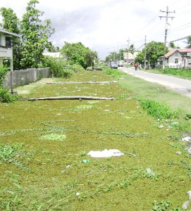 This canal which runs parallel to Middle Walk Road, Victoria is overgrown with vegetation.  
