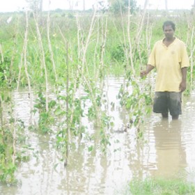 Narine stands among his flooded bora plants. 