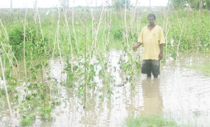 Narine stands among his flooded bora plants. 