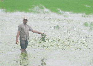 Mahendra Bisham, shows the duckweeds that have taken over their rice field because of the flood.