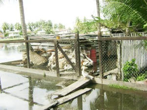 Animals left to roam in the floodwaters were a common sight during yesterday’s visit by the Minister.   