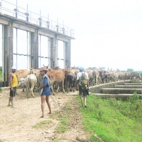 Clifton Bassoo’s cattle being taken out of the Abary Creek yesterday to be sold 