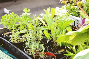 Cuban Oregano, Rosemary, Chadon  Beni (Culantro) (Photo by Cynthia Nelson) 