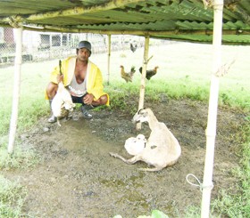This Dochfour farmer holds up a lamb which died from cramps. The mother and remaining lamb in this photo may suffer the same fate. 