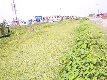 The main drainage canal at the Ann’s Grove/Clonbrook which is responsible for draining waters from these communities overgrown with vegetation.  