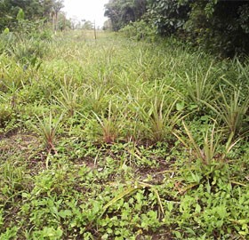 Yellowing pineapple plants that were affected by floodwaters in Narsingh’s farm at canal Number Two.  