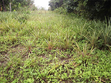 Yellowing pineapple plants that were affected by floodwaters in Narsingh’s farm at canal Number Two.  