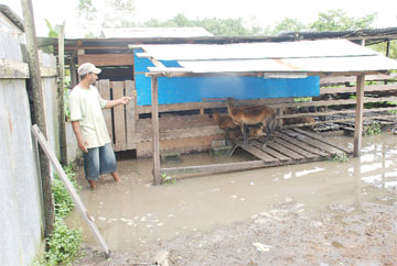 Farmer Mahendra Persaud points to two of his sheep that were resting on the elevated structure that he built for them. 