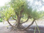 The Pandama palm 