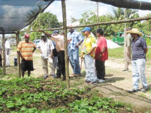 Berbice farmers look at a cultivated plot at Greenfield Farms while listening to a discussion on the techniques demonstrated.