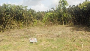 A house lot cleared by a Westminster resident is surrounded by bush