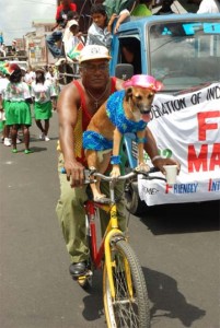 All decked out in his costume, this dog refused to be left out of yesterday’s annual Mashramani Float Parade. (Photo by Jules Gibson) 