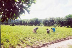 Cash crops could get a “let up” this year.