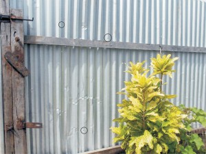 Three of the four bullets discharged by police at Laing Avenue yesterday morning pierced the  front zinc fence.