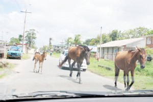 Driving in the paddock? Horses walking along the West Ruimveldt Front Road yesterday forced vehicular traffic to a stop. (Photo by Jules Gibson)