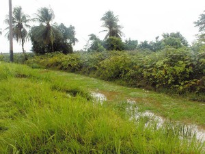 A main drainage canal located near the entrance to the village of La Bagatelle, Leguan filled  with vegetation.