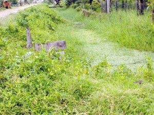 Vegetation occupies this main drainage canal located next to the Enterprise Public Road at Leguan.  