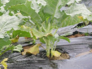 Cauliflower on a plant bed which is covered with plastic mulch to prevent the growth of weeds. 