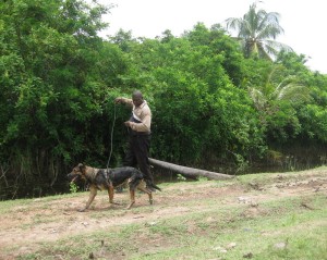 A tracker dog heading for the backlands.